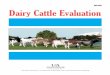 Dairy Cattle Evaluation - MP469Dairy Cattle Evaluation. Bryan Kutz Instructor/Youth Specialist. Introduction . Dairy type is the combination of phenotypic tive of milk production and