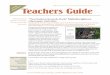 “Two Eastern Screech-Owls” Multidisciplinary Classroom Activitiesfiles.dnr.state.mn.us/.../screech_owls_studyguide.pdf · 2011-10-20 · 3 “Two Eastern Screech-Owls”—Teachers