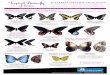BUTTERFLY IDENTIFICATION GUIDE - Pacific Science CenterBUTTERFLY IDENTIFICATION GUIDE . The Tropical Butterfly House features butterflies from . around the world. As many as 100 species