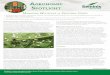 Managing Whiteflies in Vegetable Crops · » The greenhouse whitefly, sweetpotato whitefly, and bandedwinged whitefly are the most damaging species of whitefly on vegetable crops