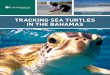 TRACKING SEA TURTLES IN THE BAHAMAS - Earthwatchearthwatch.org/briefings/web-earthwatch-tracking-sea... · 2018-03-09 · TRACKING SEA TURTLES IN THE BAHAMAS—ISLAND SCHOOL 2018