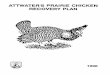 ATTWATER’S PRAIRIE CHICKEN RECOVERY PLANgreater prairie chicken (IT. G. ginnatus).Physical differences between the Attwater's and the greater prairie chicken are minor.However, smaller