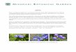 Kikyo fact sheet - Missouri Botanical Garden fact sheet.pdfKIKYO (KEE-kyoh) Kikyo, or Japanese bellflower, is the botanical theme of the 2007 Japanese Festival.With its vivid purple