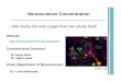 Neuroscience Concentration - idp.med.ufl.edu · Chair, Department of Neuroscience: Dr. Lucia Notterpek. NEUROLOGICAL DISEASE Hemorrhagic Stroke Transgenic Alzheimer’s Mouse Models