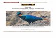 BHUTAN Includes pre-tour Kaziranga Extension (Northeast India) · PDF file Plain, Ashy and Gray-breasted Prinias. Tropical Birding Trip Report Bhutan (Includes Kaziranga, NE India