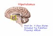 Hipotalamus - İstanbul Üniversitesi...Hipotalamus’un bağlantıları Hipotalamusta yer alan çekirdekler, gerek birbiriyle, gerek korteks, talamus ve beyin sapı gibi merkezi sinir