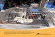 An Animals Asia investigation Report No.2, The black market for … · 2018-12-05 · An Animals Asia investigation Report No.2, The black market for dog and cat meat ... Ali later