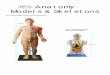 Dbios Anatomy Models & Skeletons - TradeIndiaimg.tradeindia.com/new_website1/catalogs/87004/Anatomy... · 2017-07-13 · Torso Anatomy Dbios 2 IMP 302 Dual-Sex Torso with Head and