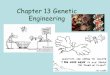 Chapter 13 Genetic Engineering - Mrs. Benzing's …mbenzing-biology.weebly.com/uploads/1/1/0/3/110365537/...13-1 Changing the Living World Humans use selective breeding, which takes