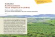 en fruitrop.com B La fusariosis raza tropical 4 (TR4) · Hay que aumentar la prevención y la información en los países todavía indemnes. Esto supone la difusión de infor-mación,