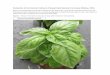 DMR Sweet Basil Evaluation Photos-2018 · Amazel . Devotion . Obsession . Passion . Prospera . Thunderstruck . Figure 2. Plants in the field on 12 September, when the average percent