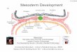 Sli.do#N446 Mesoderm Development · brain, spinal cord, eyes, peripheral nervous system epidermis of skin and associated structures, melanocytes, cranial connective tissues (dermis)