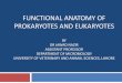 FUNCTIONAL ANATOMY OF PROKARYOTES AND …nexusacademicpublishers.com/.../Functional_anatomy_of_prokaryotes_and_eukaryotes.pdfFunctional anatomy of prokaryotes Lysozyme digests disaccharide