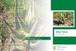 Aloe Ferox - nda.agric.za · Disease control Aloe ferox is prone to a variety of diseases, including aloe can - cer (also called galls), leaf spots, bacterial infections and aloe