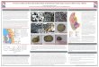 Petrographic Study of Sandstone Concretions, Hornbrook ...faculty.usi.edu/media/1148/dahlquist-elliott-gsa-charlotte-cobbles... · Department of Geology and Physics, University of