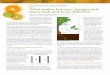 Science for Citrus Health What makes lemons, oranges and ...disease and insect tolerance, soil adaptation, freeze tolerance, fruit quality and compat-ibility with the scion. In the