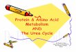 Protein & Amino Acid Metabolism AND The Urea Cycle The Urea Cycle Dr Piyush B.Tailor Department of Biochemistry Govt.Medical College Surat. Three sources of amino acids • Synthesis