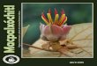 ico · Publicaciones 8 La Universidad Veracruzana publicó la Guía Botánica del Parque Nacional Cofre de Perote, cuyos ejemplares pueden ser adquiridos al precio de $150.00 (incluye