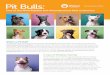 Pit Bulls - Animal Foundation · Pit bull terrier dogs are among the most popular and intelligent dogs in the nation, and yet they are also the most misunderstood and misidentified