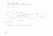 PRESENTATION OF THE PARROT DISCO · 2018-11-07 · PRESENTATION OF THE PARROT DISCO GENERAL Flap Servomotor Propeller Flap Servomotor ... • Samsung Galaxy Note® 3 • LG G4 •