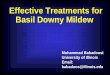 Effective Treatments for Basil Downy MildewEffective Treatments for Basil Downy Mildew Mohammad Babadoost University of Illinois ... (sporangiophore and sporangia) ... Treatments for