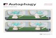 Atg5- and Atg7-dependent autophagy inmitotool.kiz.ac.cn/lab/pdf/2017_sly_autophage_cover.pdf · brain neurons and PC12 cells with OPRM1 (opioid receptor mu 1) antagonist naloxone