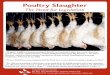 Poultry Slaughter - United Poultry Concerns · Poultry Slaughter The Need for Legislation “Slaughter is different from processing in that the raw material is alive, has a central