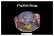 E Gross Path 2017 - vetmed.wisc.edu · Phthisis bulbi Scleral rupture Blunt trauma. 17rd3669 Canine. Phthisis bulbi Scleral rupture Blunt trauma. 17rd3691 Canine. Lymphoma This is