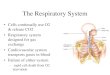 The Respiratory System - Los Angeles Mission College Respiratory.pdf · The Respiratory System •Cells continually use O2 & release CO2 •Respiratory system designed for gas exchange