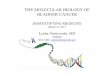THE MOLECULAR BIOLOGY OF BLADDER CANCER The molecular biology of Bladder Cancer . The molecular biology