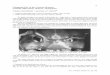 19 Compound Eye of the Cooloola Monster …aesj.co-site.jp/num24/1988_Vol.24_19.pdfCompound Eye of the Cooloola Monster， Cooloola ziljan Rentz (Insecta， Orthoptera) Takayuki NAGASHIMA