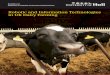 Robotic and Information Technologies in UK Dairy Farming milking project brochure.pdfattend the robot a suOcient number of times per day, and the implications of robotic milking for