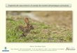 Especies de caza menor: el conejo de monte (Oryctolagus ... · PDF file Especies de caza menor: el conejo de monte (Oryctolagus cuniculus)Alfonso San Miguel Ayanz Dep. Sistemas y Recursos