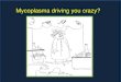 Mycoplasma driving you crazy? - sapoultry.co.za · Mycoplasma driving you crazy? MYCOPLASMA REDUCTION PROGRAMME: AVENUES FOR FUTURE RESEARCH Hilda Joubert and Louis Maartens . Fact