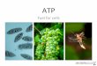 ATP - University of Utah ATP MYOSIN ACTIN FILAMENT ATP binds to MYOSIN MYOSIN releases ACTIN ATP hydrolizes
