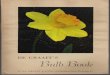 H. DE GRAAFF & SONS NARCISSUS POETICUS · DE GRAAFF'S Bulb Book H. DE GRAAF F& SONS - 113 Markham Drive, Pittsburgh. Pa . There are many non-daffodil plants offered in this catalog