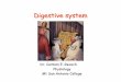 Digestive system - Mt. San Antonio College · PDF file 2012-01-24 · Digestive systemDigestive system Dr. Carmen E. Rexach Physiology Mt San Antonio College. Functions • Motility
