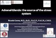 Adrenal Glands: the source of the stress systemBoard Member NBME and USMLE Composite Committee Member. Adrenal Glands: the source of the stress system. Disclosure • Disclosures: