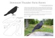 Downeast Thunder Farm RavenDowneast Thunder Farm Raven Copyright 2016 Downeast Thunder Farm  Create two mirror images of this raven for a double-sided ornament