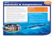 SEA LIFE for Schools Years Habitats & Adaptations · Habitats & Adaptations SEA LIFE for Schools Contents Introduction 2 Teacher s map 3 Teacher s notes 4-10 Student exploration sheets