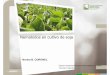Nematodos en cultivo de sojaeeaoc.org.ar/upload/contenido/pdf/20140710183933000000.pdf · Nematodos en cultivo de soja Argentina • Heterodera glycines • Meloidogyne javanica •