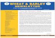 WHEAT & BARLEY · Wheat and Barley Newsletter, ICAR-IIWBR, Karnal Winter wheat has ample variability for traits of economic importance that can be utilized for improvement of spring