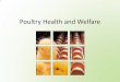 Poultry Health and Welfare - U.S. Poultry & Egg Association · Poultry Health and Welfare . ... their intrinsic physiological and behavioral needs. • The avoidance of abuse and