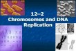 12–2 Chromosomes and DNA Replication · PDF file 13 Enzymes in Replication Helicase-unwinds and unzips the DNA RNA Primer –provides DNA polymerase a starting point DNA polymerase