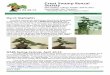 Great Swamp Bonsai Society - Frelinghuysen Arboretum Newsletter... · 2012-04-03 · He is best known for his driving passion for oak bonsai, Sierra junipers, boxwoods, pines and
