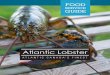 SERVICE GUIDE - Lobster Council of Canadalobstercouncilcanada.ca/.../03/Atlantic_Lobster_Guide_P12_compres… · Lobster harvesters use traditional methods to fish lobsters. Traps