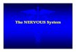 The NERVOUS System - South Sevier High Sensory Neuron - the neuron located in the gray matter of the