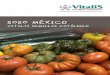 2020 MÉXICO - mx.vitalisorganic.com · Tomate Tipo Bola Forenza Planta: Con gran vigor, ideal para ciclos de producción largos, puede ser utilizado en invernaderos de mediana o