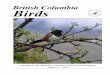 British Columbia Birds - WordPress.com · 2012-11-07 · British Columbia Birds 2 Volume 21, 201 1 Bird observations by John Macoun and par ty in the West Kootenay area of British