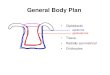 General Body Plan - Florida State Universitybsc2011l/sp_05_doc/Acoelo... · General Body Plan • Diploblastic epidermis gastrodermis • Tissue • Radially symmetrical • Cnidocytes